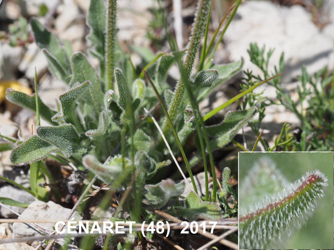 Hawkbit, (Wavy leaf) leaf